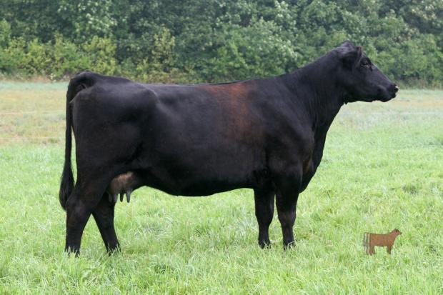 Extra Maid 1105, maternal grand dam of lot 10.  She sold in the 2012 Featured Attraction Sale