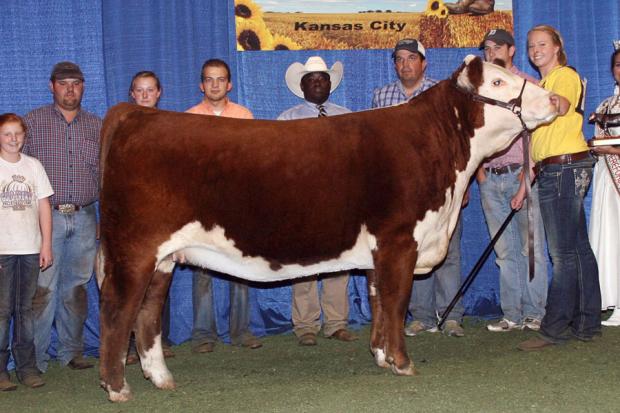 Full Sister to 0125X - Churchill Lady 008X - JNHE Champion