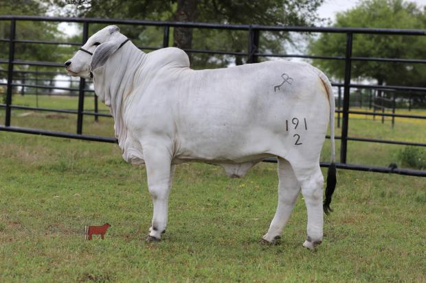  lot #2 - BCC Lady Jesse 191/2, Daughter 