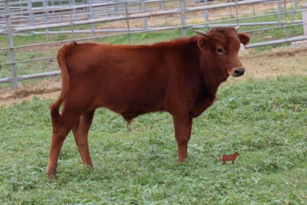 Bul calf of Lot 4