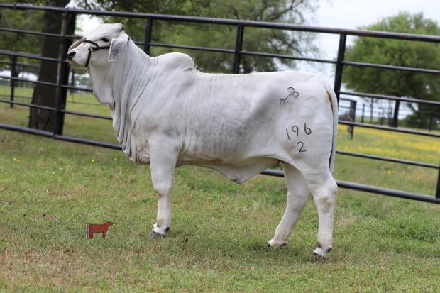 lot #6 - BCC Lady Dori 196/2