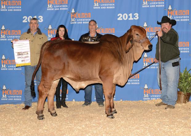 2013 International Res Calf Champion red bull , CT Rojeaux Rhineaux 1/12