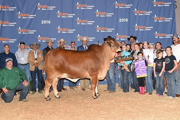 2016 International Grand Champion , and Champion of the World, CT Lady Pasco Rhineaux 1/13