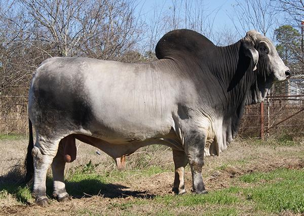 Sire - JDH MR MANSO 105