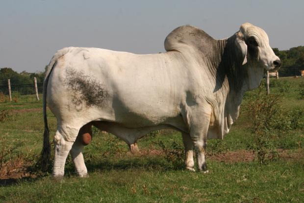 SIRE: JDH MR MANSO 105