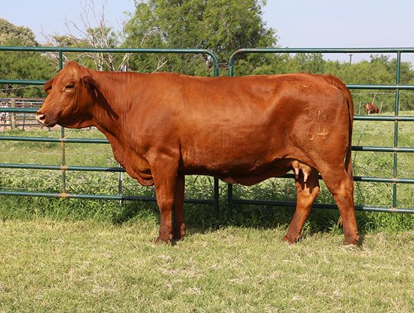 Dam - top producing 3/4 x 1/4 cow sired by LMC Titan.