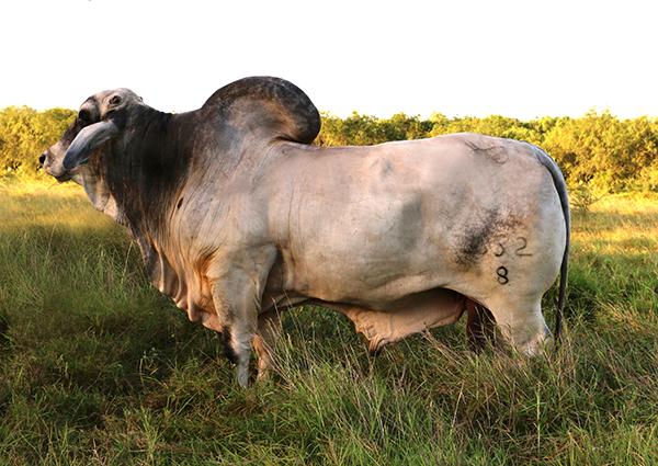 LMC Polled Samson - owned with Larry Campbell