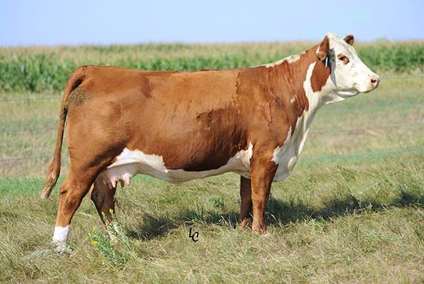 TH 105S 755T GEMINI 113W - Dam of Genesis