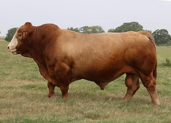 Sire - International Champion LMC Rhino - A COWMAN'S KINDA BULL