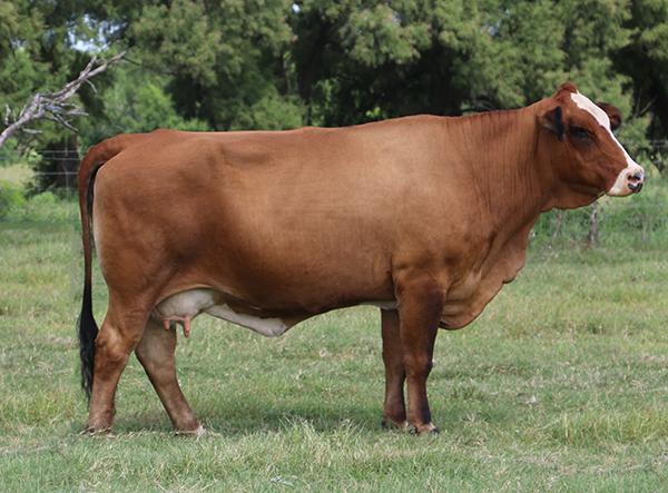 Dam - super capacious mama cow with out cross genetics.