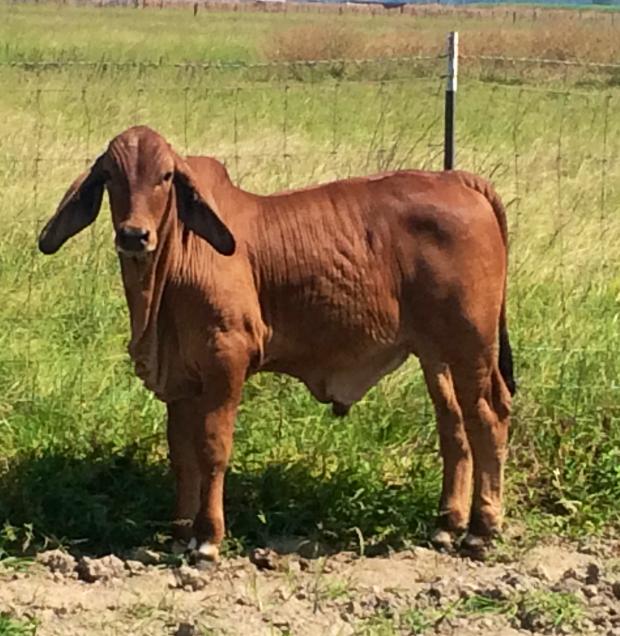 Son - herd bull prospect