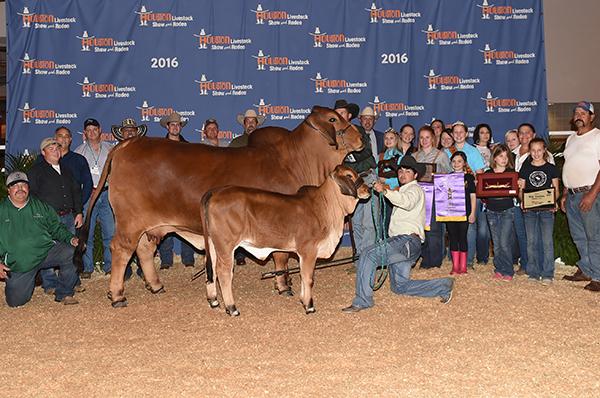 2016  International Res Grand Champion, National Champion, and Show Cow of the Year,  CT Lacey Rhineaux 12/13