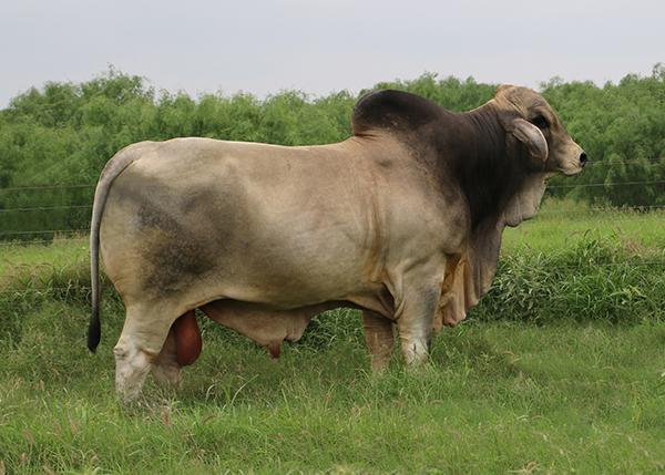 Full brother - LMC Polled Baron owned by LMC