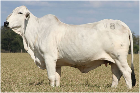 Maternal Grand dam and Matriarch of V8 Polled Program