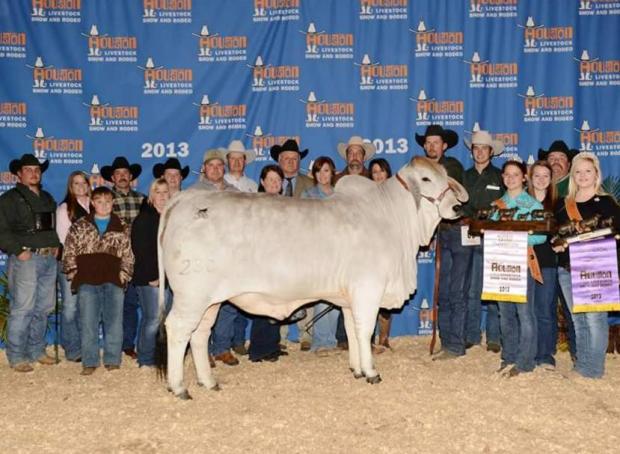 Maternal sib to embryos and the 2013 Reserve International Champion Female