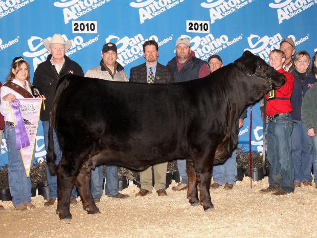 Dam - LMC WFC Dream Girl - OUR ALL TIME FAVORITE SIMBRAH COW