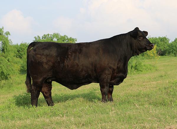 daughter - the $41,000 Champion  LMC Redream cow