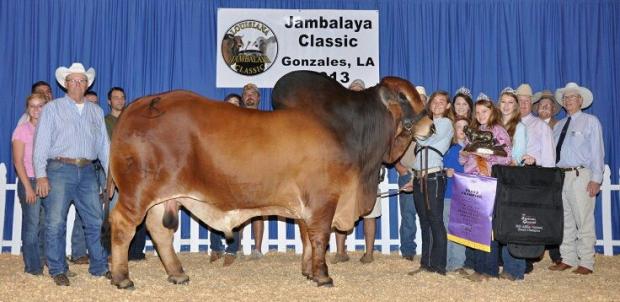 Son:  KR MR. ROJO GRANDE 341: 2013 National Grand Champion Bull