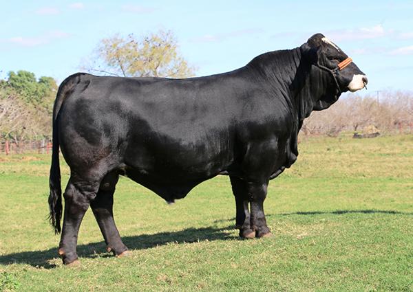 Son - LMC BBS Manziel - champion - 4.6% Marbling & 46.5 CM testicles @ 13 months