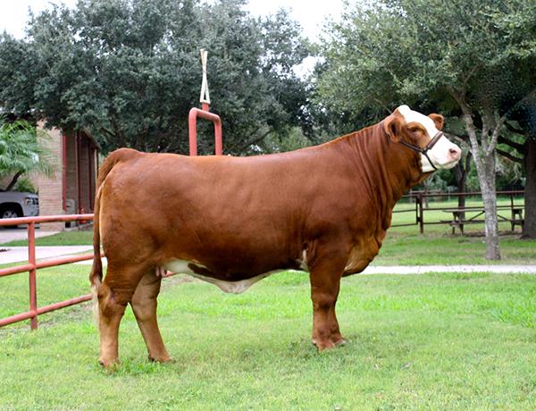 Typical Pappadeaux daughter that topped a LMC Gene Plus  Sale selling 1/3rd interest for $9,000 to La Reina Cattle Co.