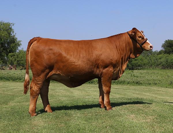 LMC Lucky Charm - top selling Simbrah at GenePLUS XII. She is a full sister to LMC Gold Medal.