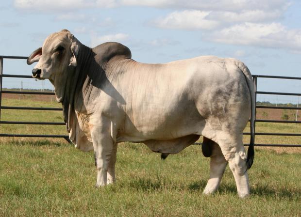 As a yearling. He won his class at the National Show as a weaned calf.