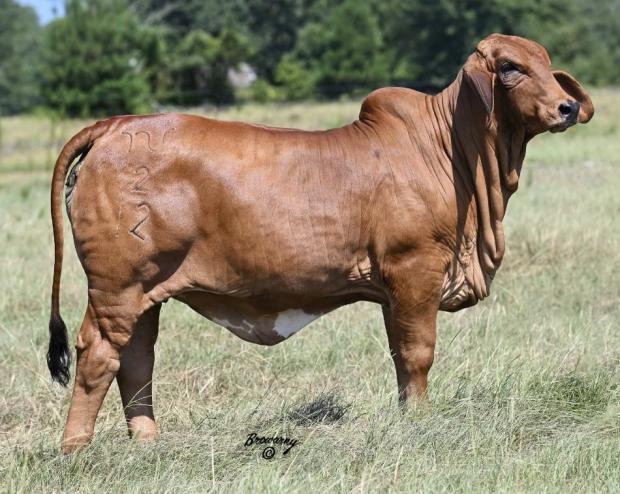  Full Sibling to resulting calf.