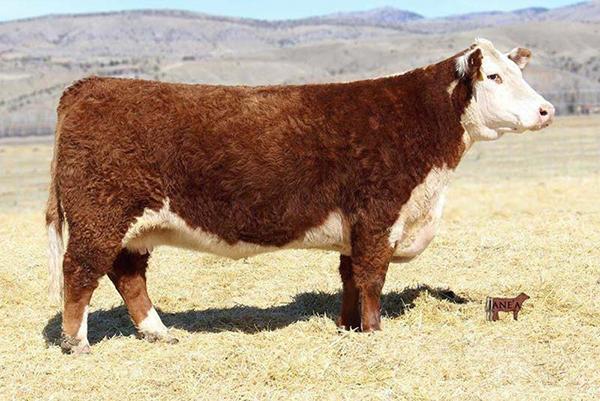 Full Sister to 0125X - Churchill Lady 002X - Dam of Red Bull