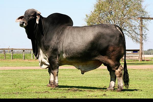 Sire of embryos - MR V8 135/7 "The Butler" - He is POLLED/S !!