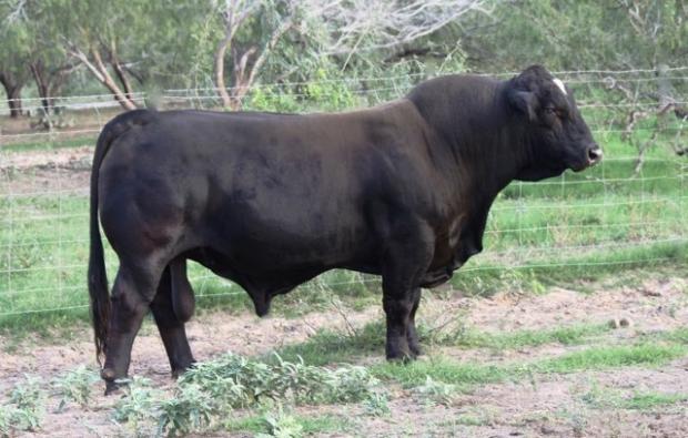 Sire - 6GMC Rajin Cajun, a very popular AI sire of many champions