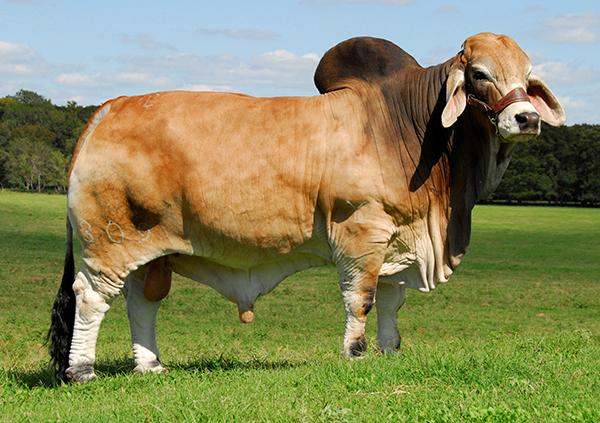 Maternal Grand Sire of embyros - JDH "Elmo" - National Champion Sire of many world wide champions