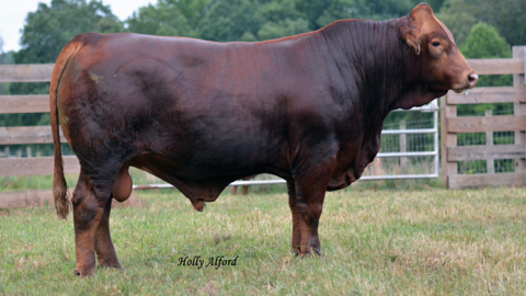 Typical son bred by Kevin Kent