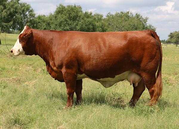 Dam of Lots 16 & 23 - BBS Jennie Walker - champion dam of champions