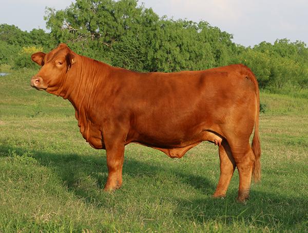 Dam - LMC BBS Tia is a many times champion 6G LMC Rajin Cajun daughter.