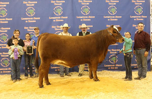 Full sister - "Blossom" won many a show for Makayla Sanchez including STAR, RGV Open & Jr. Shows.