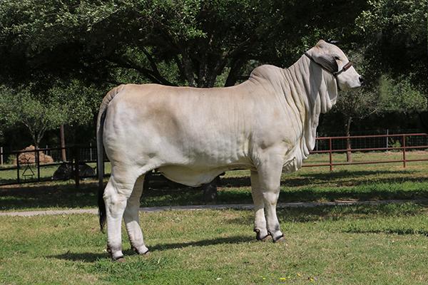 LMC LF Polled Diva - maternal sister sired by LMC Polled Sambo.