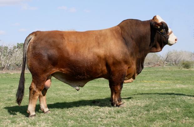 LMC Arcadio is a popular son that was the 2011 National Champion and now owned by Rancho La Reforma.