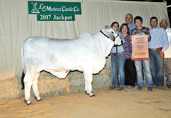 Champion daughter shown by Beth Quintanilla - line bred Ambassador. Super long and feminine !!