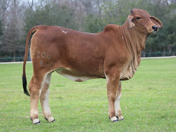  Miss WCC Cynthia Rose, up and coming show heifer for WCC, full sib to lot 2 and out of Miss WCC Gossip Girl 55/2    