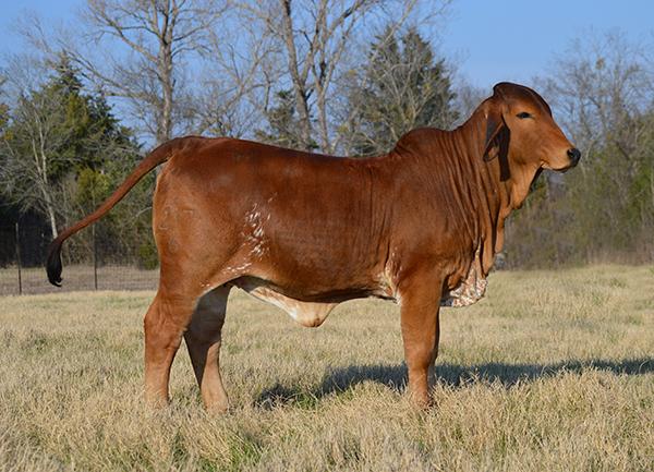  Top heifer from WCC’s summer calf crop and out of HK Ms X-Ray 820. 