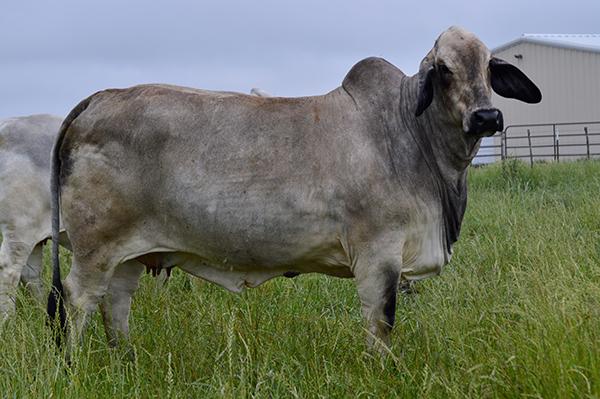  Miss CBR Viva 490/0, 2012 National Champion female and donor dam to the females represented.  