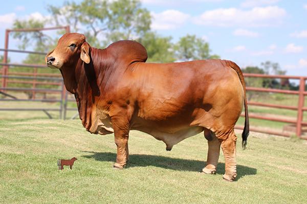   2 straws of Mr. WCC Maximus Rojo 82/4 sells with Lot 4 for future use.     