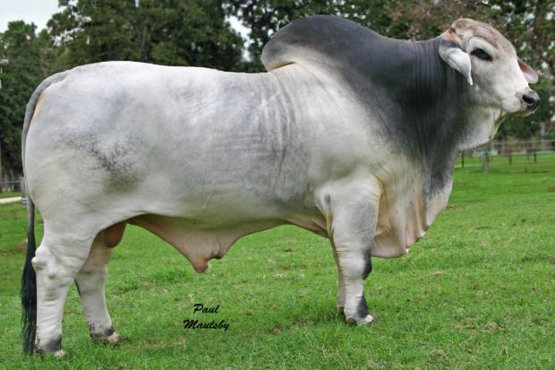 +JDH Sir Jerome 224, top producing sire for ST Genetics and sire of Miss WCC 231/6. 