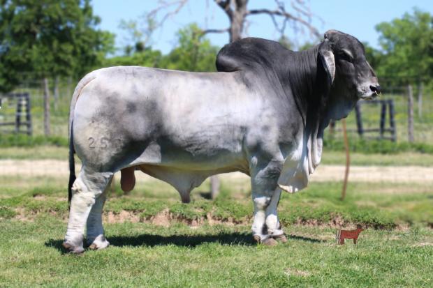 Mr H Bogota 253/1, top sire for ST genetics and sire of Lot 6 females.  