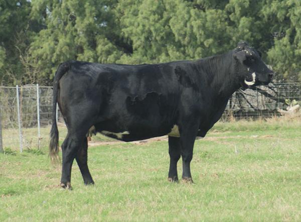 Dam -  She is also the dam to the amazing LMC JW Black whose semen sells for $1,500 per straw.