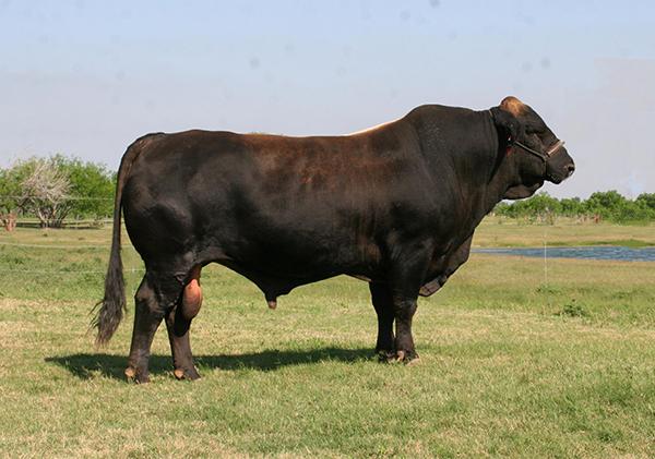 The many times Champion LMC Ocho is her maternal great grand sire. Semen is available. available.