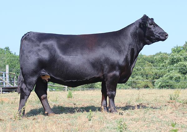 Dam of 635D