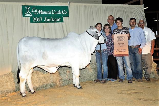 Champion Polled Future daugher owned with Mike Quintanilla