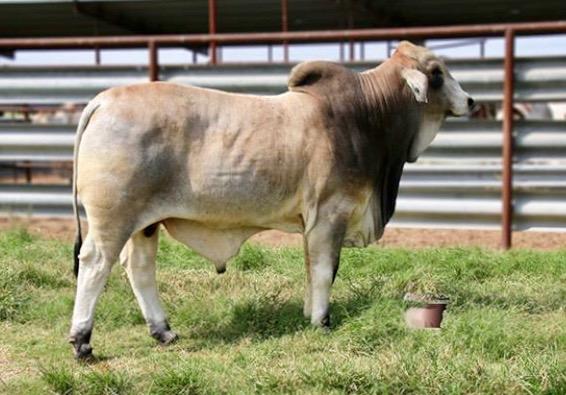 Son - placed 3rd in ABBA Bull Test  & the 3rd top seller bought by Armando Avila from Mississippi.