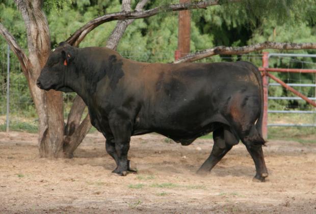 Sire -6GLMC Rajin Cajun